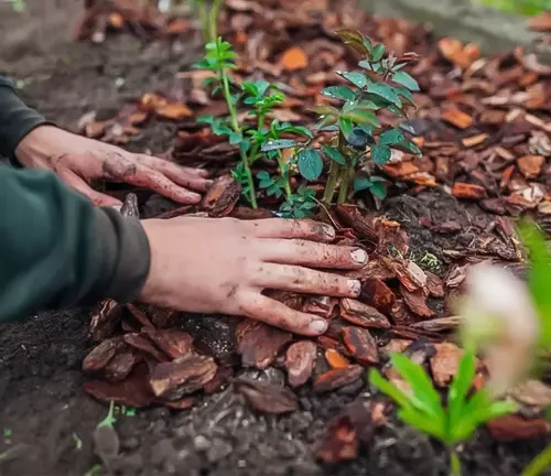 A person is adding brown mulch around young green plants in a garden