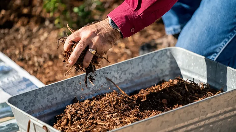 A person’s hand holding organic mulch above a container filled with mulch