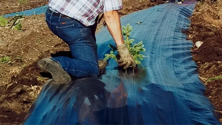 A person applying mulch on a sloped area covered with a blue tarp