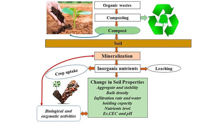 Diagram illustrating the process of soil enrichment from organic waste composting to crop uptake