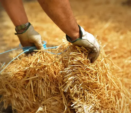 A person wearing gloves handling straw mulch