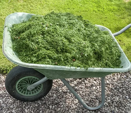 A wheelbarrow full of fresh grass clippings on a gravel surface