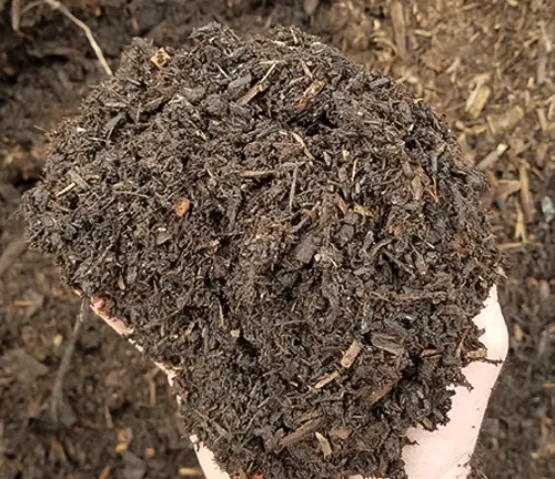 A handful of rich, dark compost mulch