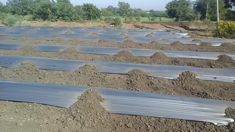 A field with rows of soil covered by plastic mulch