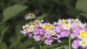 Habropoda laboriosa bee