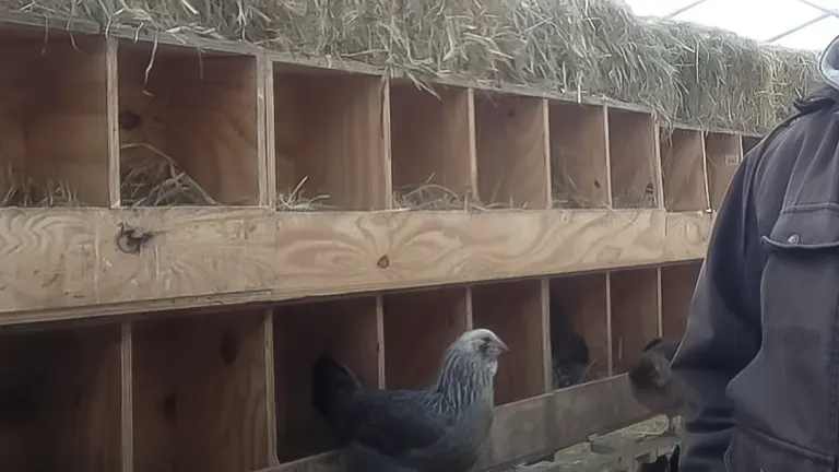 Nesting Boxes and Roosting Bars