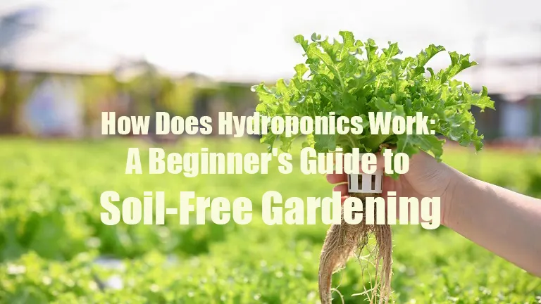 How Does Hydroponics Work: A Beginner's Guide to Soil-Free Gardening