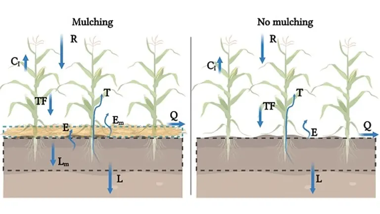 Mulch Volume is Quantified