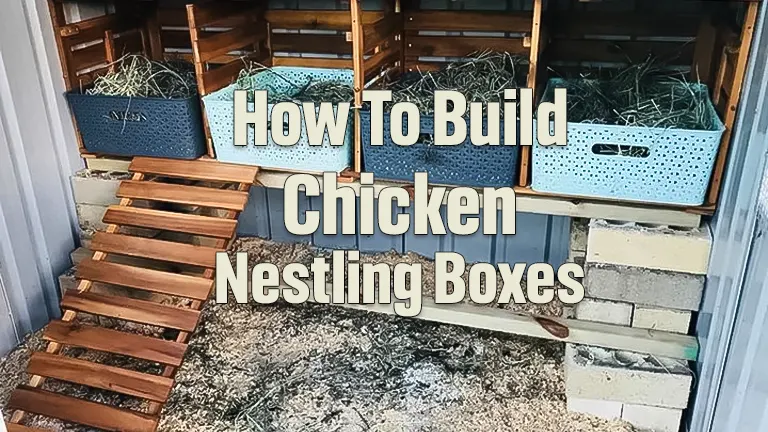 How To Build Chicken Nesting Boxes