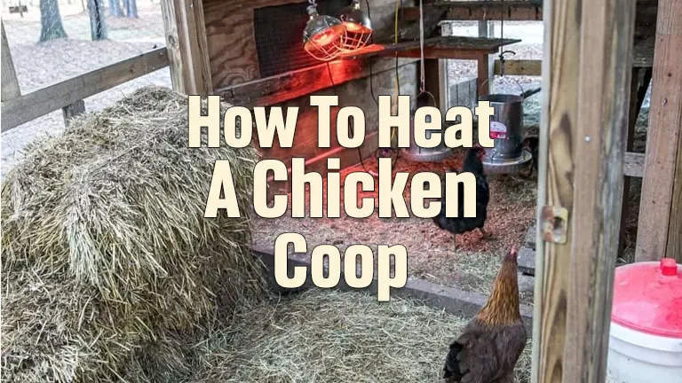 How To Heat a Chicken Coop