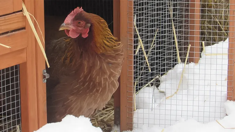 Ensuring Safe Heating Practices for Your Chicken Coop