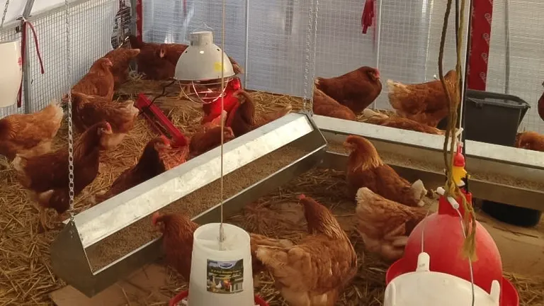 a group of chicken eating and heated in cold-weather
