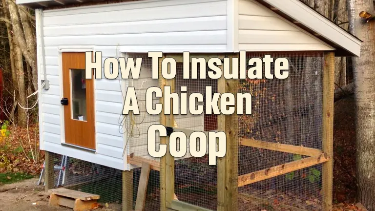 How To Insulate a Chicken Coop – Forestry Reviews