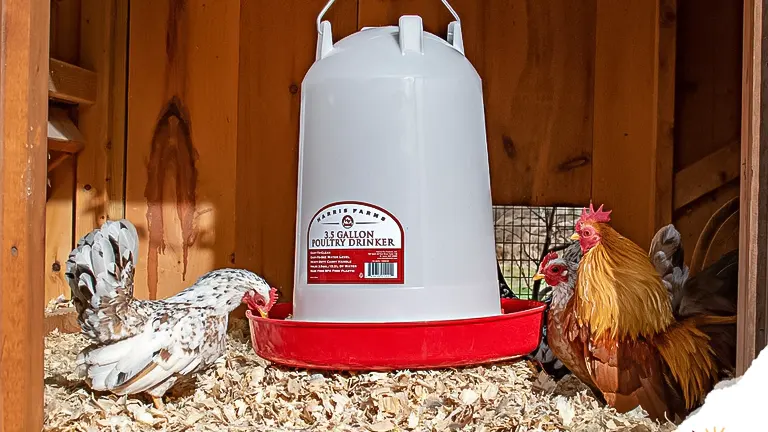 A group chicken with their 3.5 gallon poultry drinker