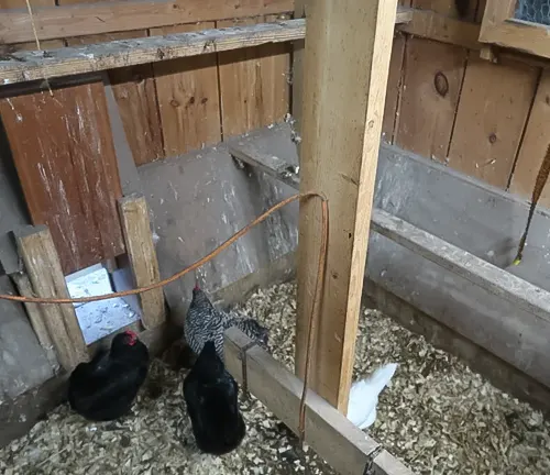 an image of example of interlocking panels in a coop
