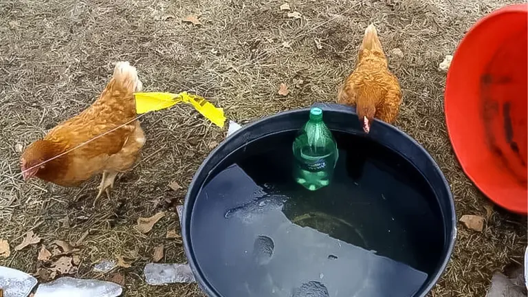 Evaluate Six Options for Heating Chicken Water