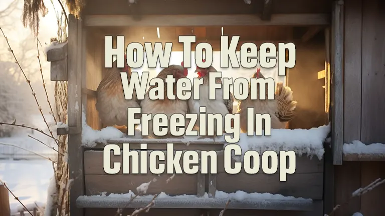 How To Keep Water from Freezing in Chicken Coop