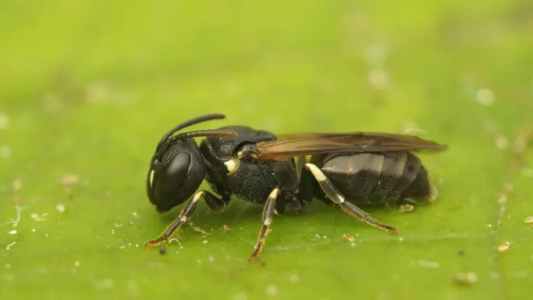 Hylaeus