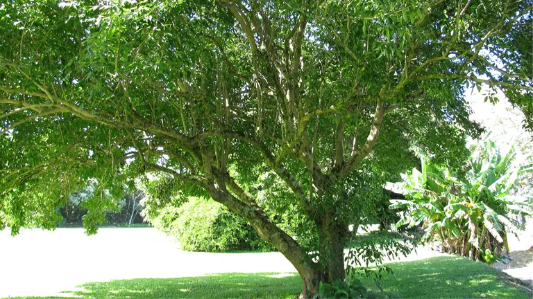 Molave Tree