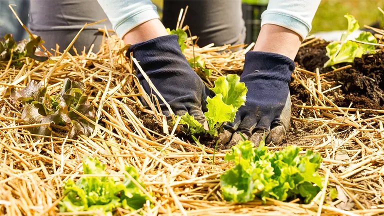 a person wearing gloves planting green lettuce plants in soil covered with a layer of straw mulch