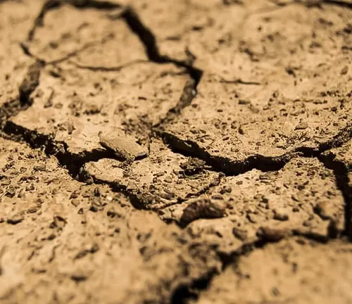 Close-up view of a cracked, dry earth surface with visible plant roots