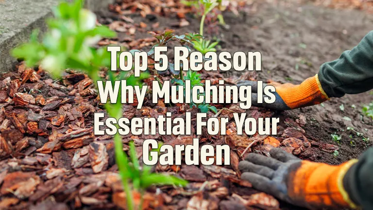 Top 5 Reasons Why Mulching Is Essential for Your Garden