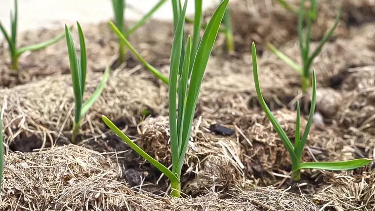 young, green plants emerging from a ground covered with a thick layer of brown mulch