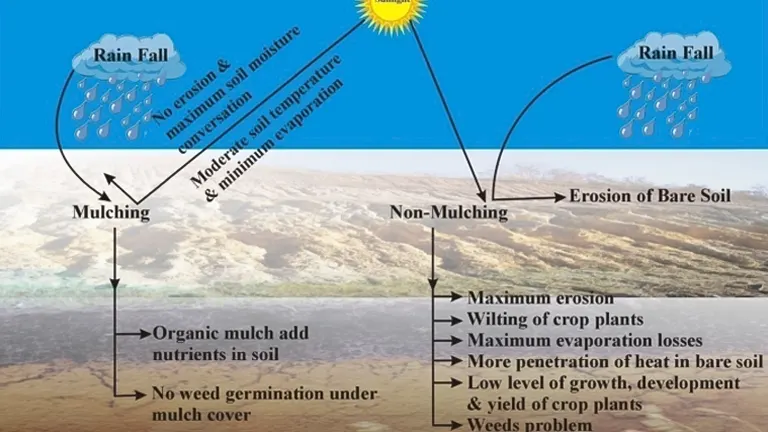 comparative diagram illustrating the effects of “Mulching” and “Non-Mulching” on soil under the influence of rainfall and sunlight