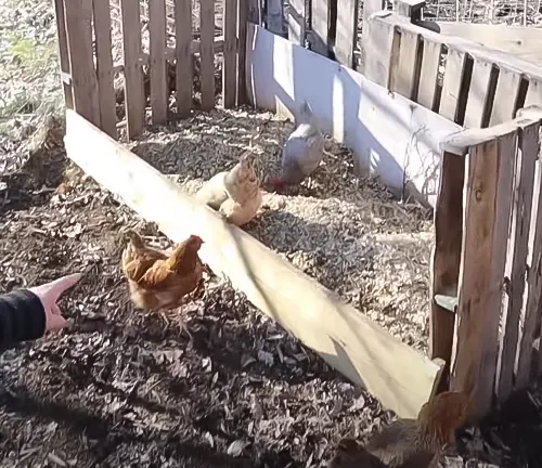 Chickens in a converted shed coop with nesting boxes and roosting bars