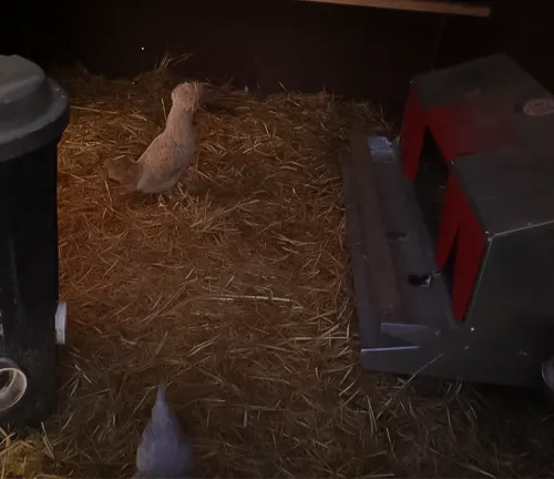 Chickens in a newly converted shed coop with straw flooring and nesting boxes