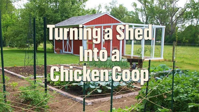 Turning a Shed Into a Chicken Coop