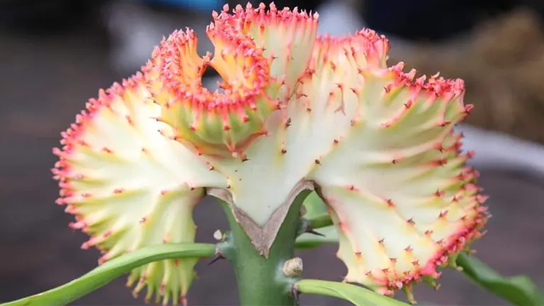 Crested Euphorbia