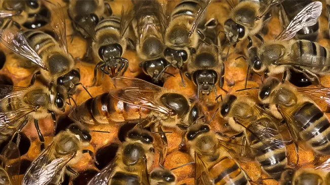 Scientific and Educational Importance of western honey bees
