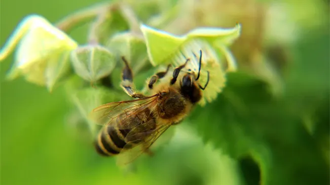 Colony Life Cycle Western Honey Bee