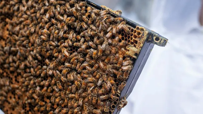 Western Honey Bee Behavior and Ecology