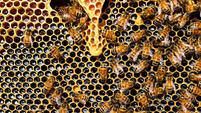 Agricultural and Economic Benefits of Western Honey Bee