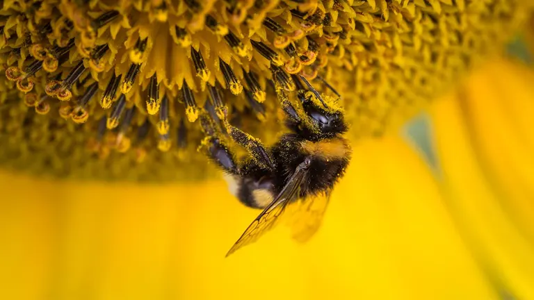 Western Honey Bee