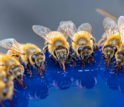 Western Honey Bee Social Structure