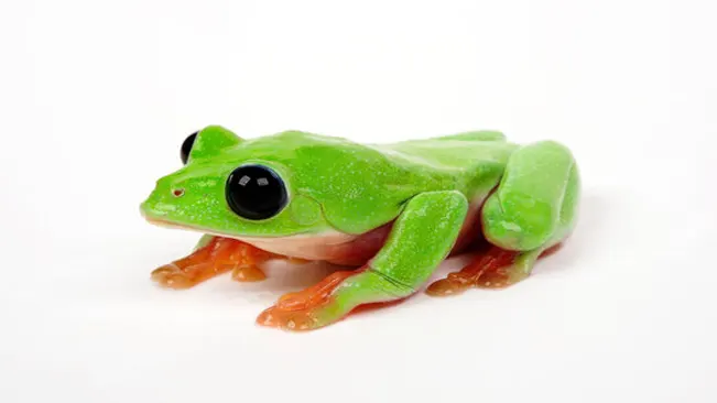 Agalychnis moreletii (Morelet's Tree Frog)