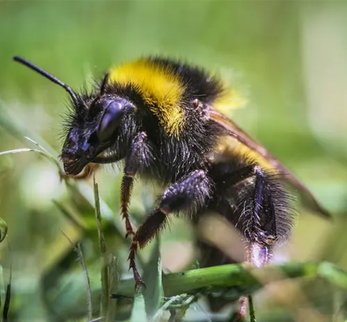 Bumblebee Behavior and Ecology