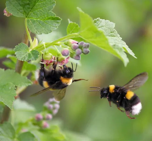 Bumblebee Threats to Survival