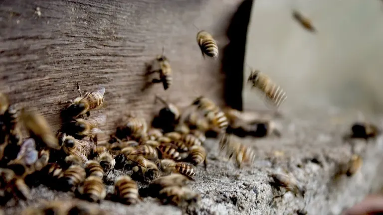 Bumblebee Colony Life Cycle