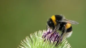 bumblebee 6