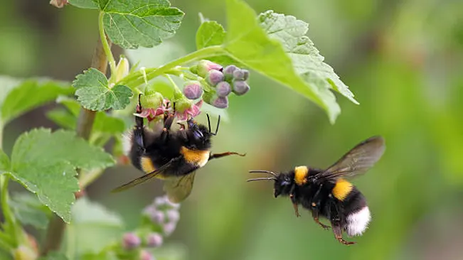 Physical Characteristics Bumblebee