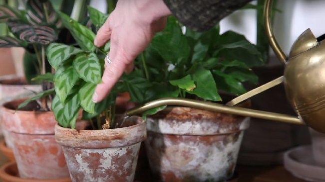 Calathea Plant Watering and Humidity