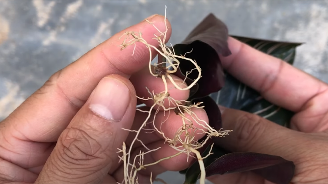 Common Problems Calathea plants