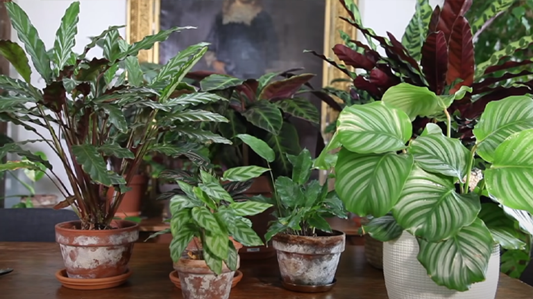 Calathea Plant