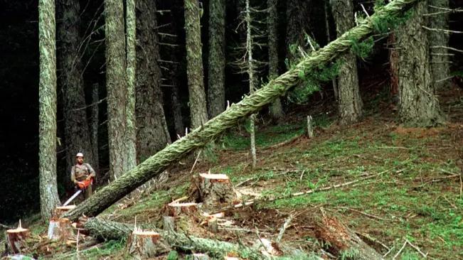Preserving Old-Growth Forests