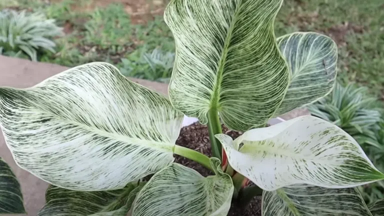 Philodendron Plant