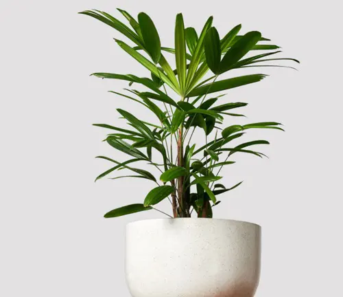 A healthy Lady Palm plant in a white pot against a grey background